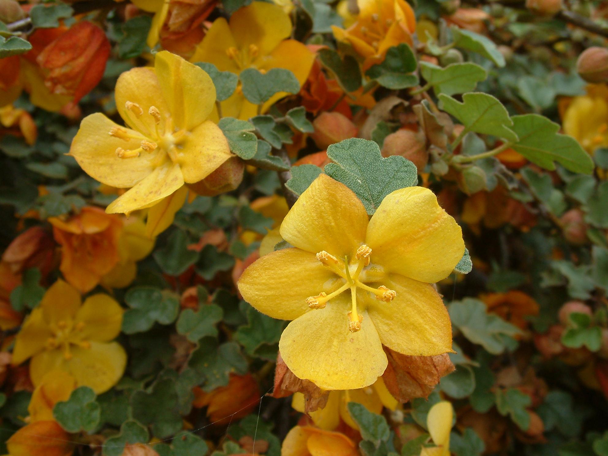 Fremontodendron