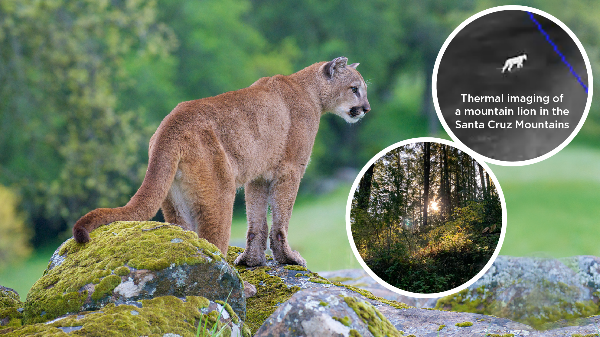 Mountain Lions and Habitat Connectivity San Jose Water