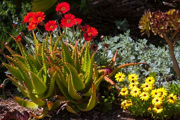 Red and Yellow Flowers