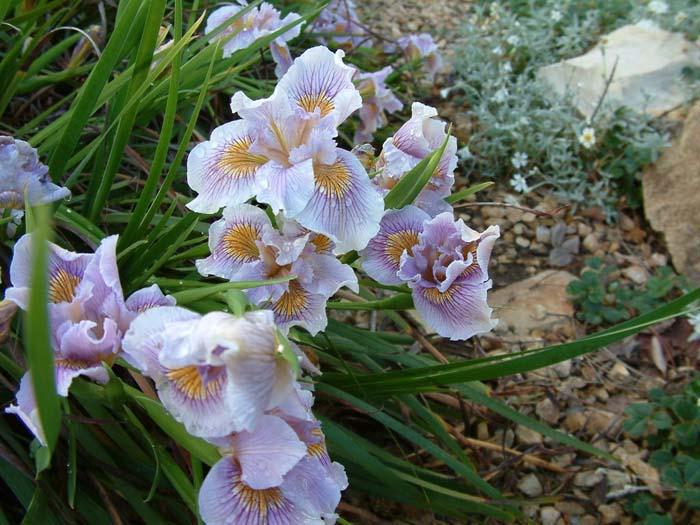 Pacific Coast Irises