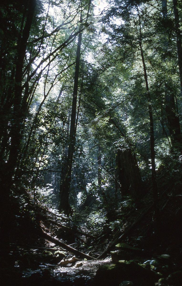 beautiful green trees in a forest